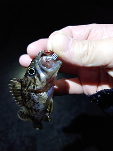 ソイの釣果