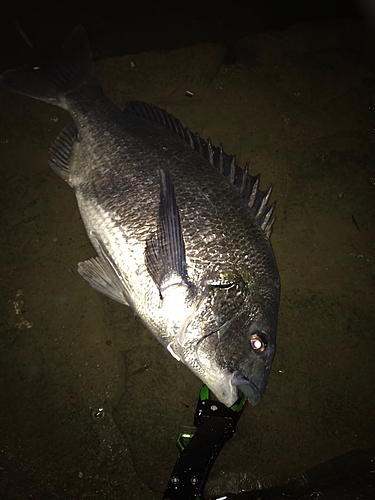 チヌの釣果