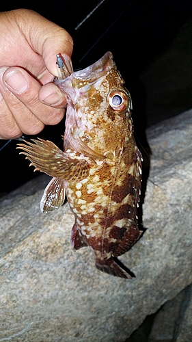 カサゴの釣果