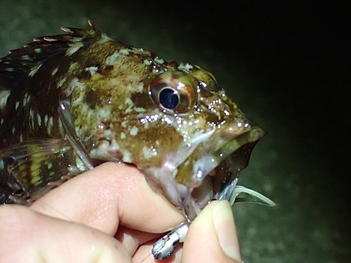 カサゴの釣果