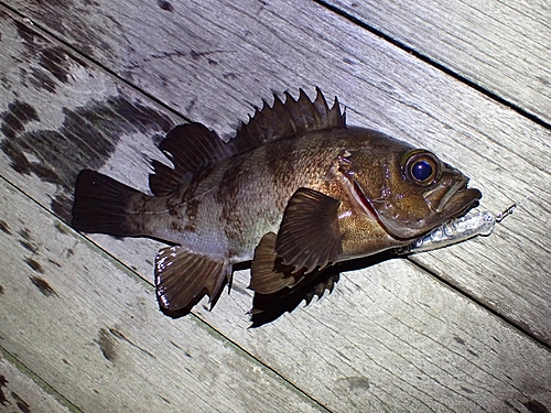 シロメバルの釣果