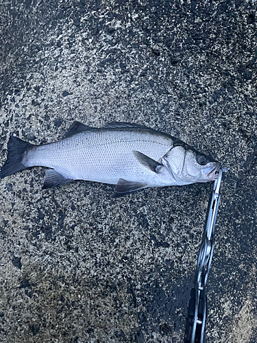 セイゴ（ヒラスズキ）の釣果