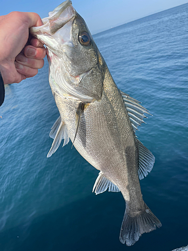 ハネ（マルスズキ）の釣果