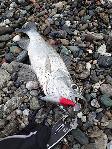 フッコ（ヒラスズキ）の釣果