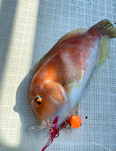 イラの釣果