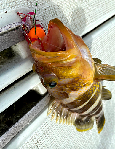 アオナの釣果