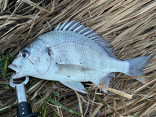 キビレの釣果