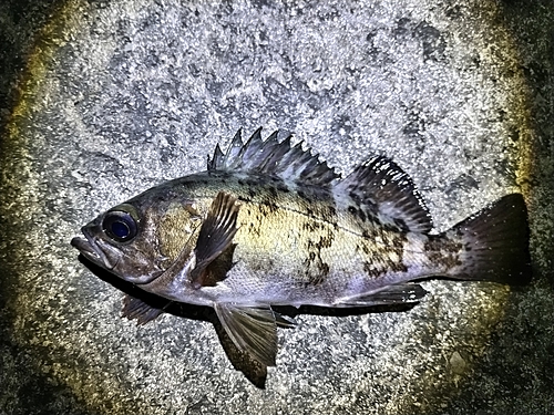 クロメバルの釣果