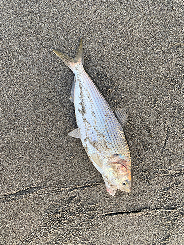 コノシロの釣果