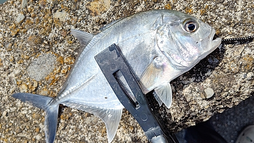 メッキの釣果