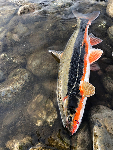 マルタウグイの釣果