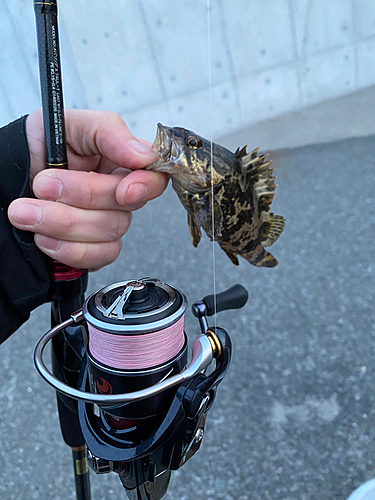 タケノコメバルの釣果