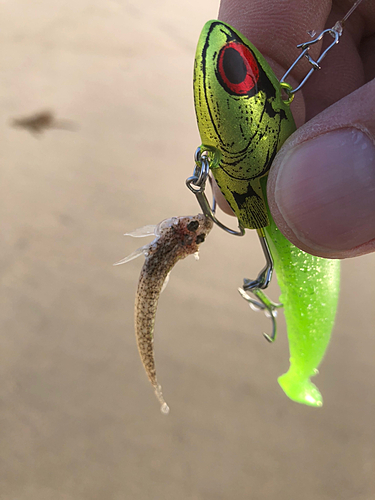 マゴチの釣果