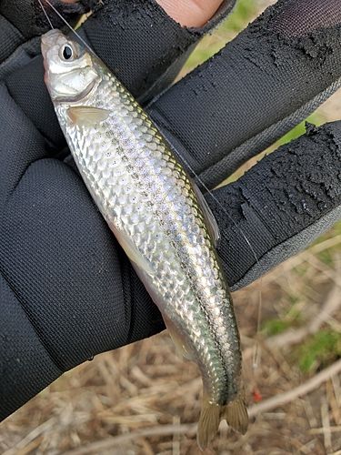 ホンモロコの釣果