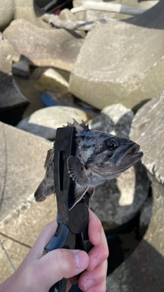 クロソイの釣果