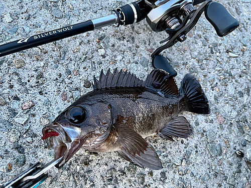 メバルの釣果