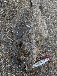 ソゲの釣果