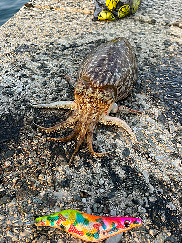 コウイカの釣果