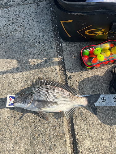 クロダイの釣果