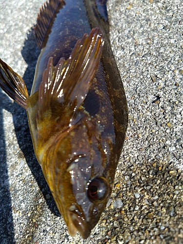 アイナメの釣果