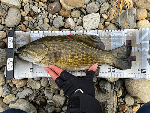 スモールマウスバスの釣果