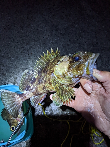 カサゴの釣果