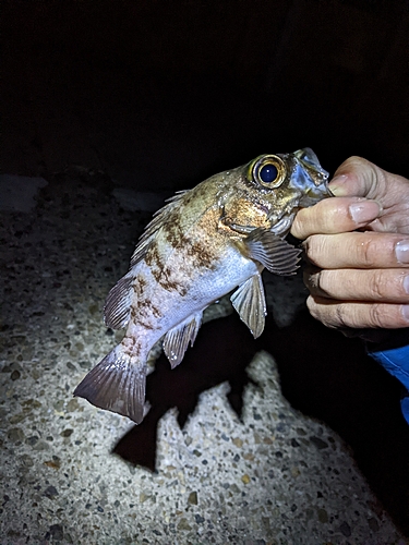 メバルの釣果