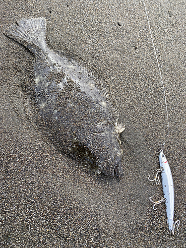 ソゲの釣果