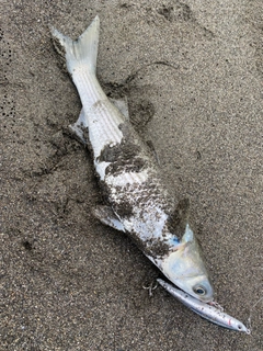 ボラの釣果