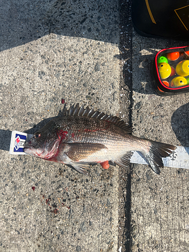 クロダイの釣果