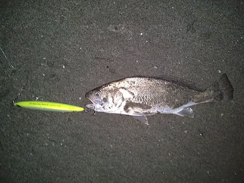 イシモチの釣果