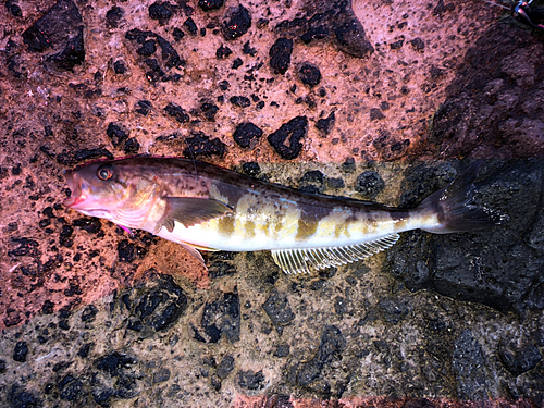 ホッケの釣果