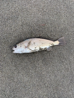 イシモチの釣果