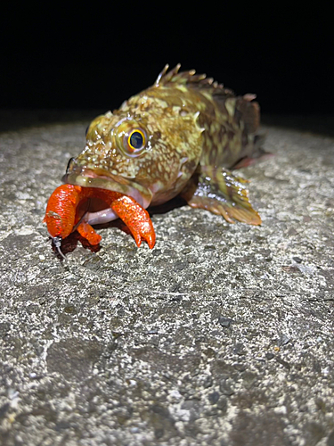 カサゴの釣果