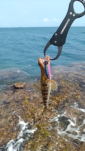 エソの釣果