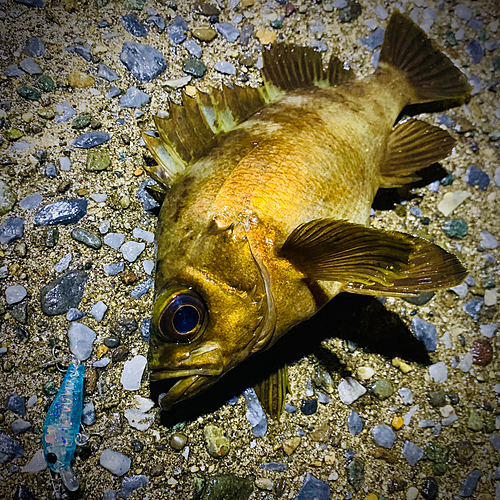 メバルの釣果