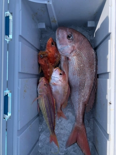 タイの釣果