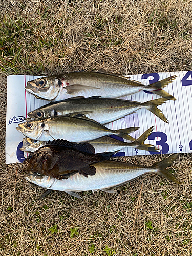 アジの釣果