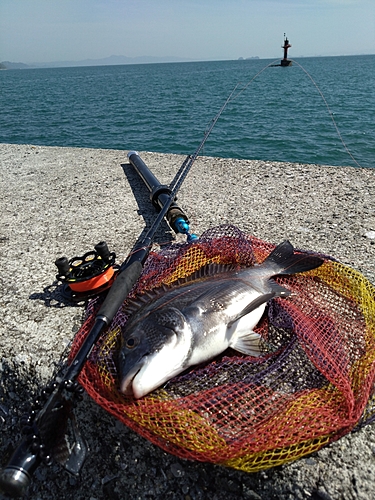 クロダイの釣果