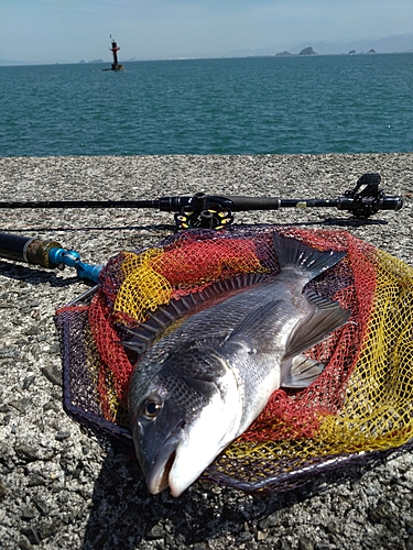 クロダイの釣果