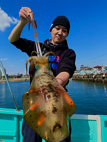 アオリイカの釣果