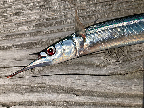 サヨリの釣果