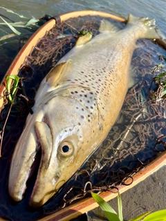 ブラウントラウトの釣果