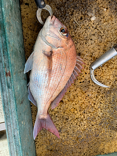 マダイの釣果