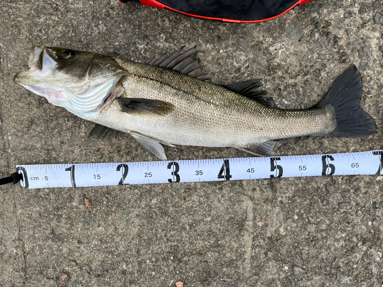 小島漁港 カサゴ・ガシラ 陸っぱり 釣り・魚釣り