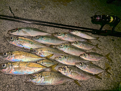 マアジの釣果