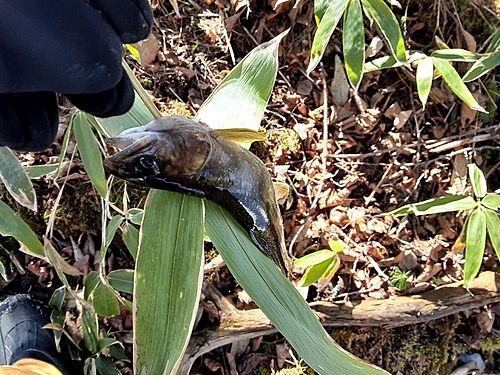 オショロコマの釣果