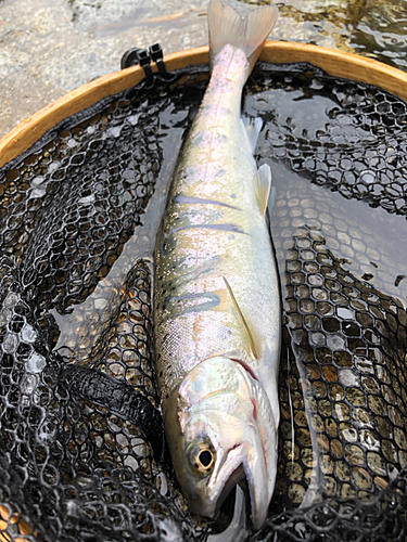 アマゴの釣果