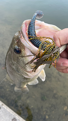 ブラックバスの釣果