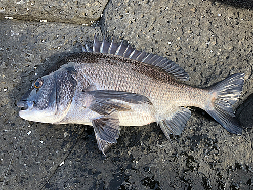 チヌの釣果